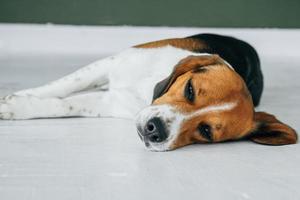 Perro beagle durmiendo en el piso blanco. perro durmiendo y soñando