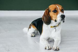 Perro beagle con collar amarillo se sienta en un suelo de madera blanca