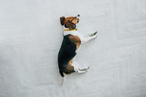 Beagle dog with a yellow collar sleeping on a white wooden floor photo