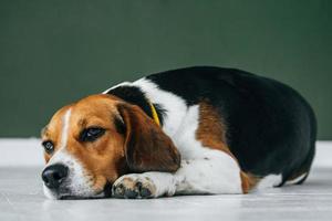 Beagle dog with a yellow collar sits on a white wooden floor photo