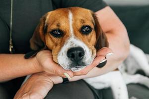 Beagle dog lies on the hands of a woman. The dog looks sad. photo