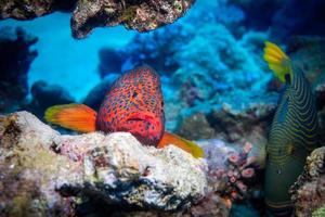 peces nadan en el mar rojo, peces de colores, eilat israel foto