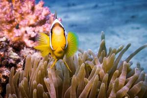 Fish swim in the Red Sea, colorful fish, Eilat Israel photo