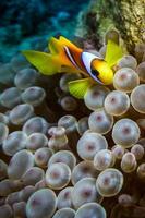 Fish swim in the Red Sea, colorful fish, Eilat Israel photo