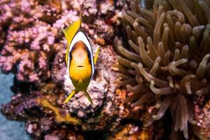 Fish swim in the Red Sea, colorful fish, Eilat Israel photo