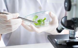 Scientist conducting food experiment photo