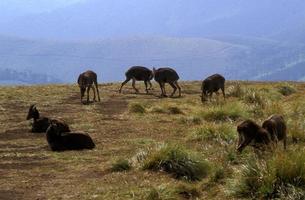 Sparring herd of tahrs photo