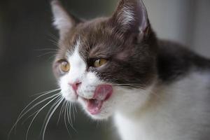 Lindo gatito gato británico de pelo corto aislado sobre fondo marrón gris foto