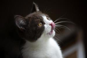 Lindo gatito gato británico de pelo corto aislado sobre fondo marrón gris foto