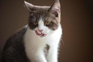 Lindo gatito gato británico de pelo corto aislado sobre fondo marrón gris foto