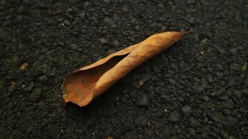 Hojas secas marrones caen sobre asfalto de hormigón negro foto