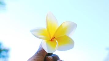 Flower held by someone with a sky background photo