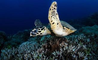 Hawksbill Sea Turtle in the sea photo