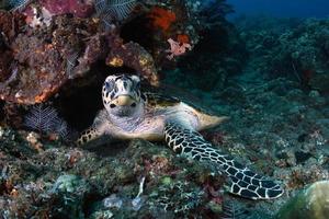 tortuga carey en el mar foto