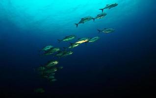 un banco de peces en el mar abierto foto