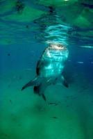 Giant White Shark photo