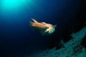 Giant Broadclub Cuttlefish in the open sea photo