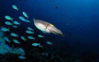 Giant Broadclub Cuttlefish in the open sea photo