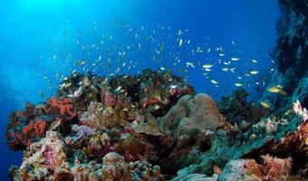 Amazing coral reefs photo