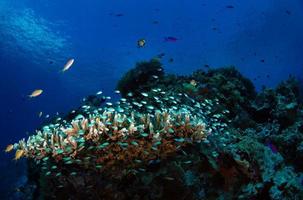 School of tiny glassfish photo