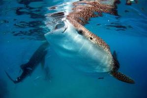 alimentando tiburones ballena en las filipinas foto