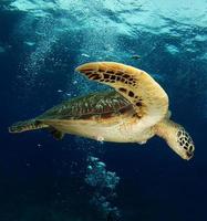 Green sea turtle swims near Apo island, Philippines photo