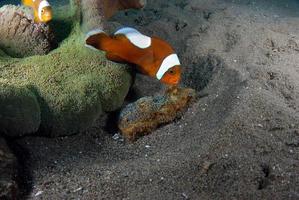 Clown fish takes care of eggs photo