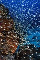 un banco de peces de cristal cerca de los arrecifes de coral. foto