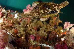 A giant Puffer fish beside soft corals photo