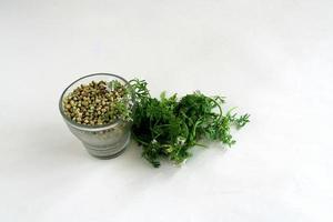 Coriander grains and leaves photo