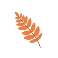 Leaf of a mountain ash. A fallen Rowan leaf vector
