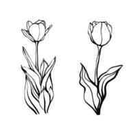 tulip flowers. hand drawn vector illustration