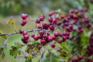 Red berries of the crataegus tree photo