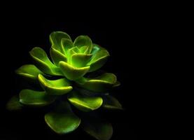 Succulent plant close-up fresh leaves detail of Echeveria Chroma photo