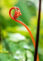 Stems and leaves of the bright red color of fern photo