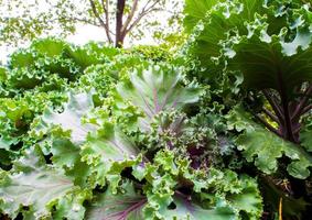 Ornamental Kale and cabbage photo