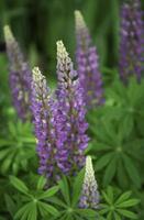 Violet and purple lupine flowers photo