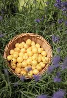 Yellow sweet cherries photo