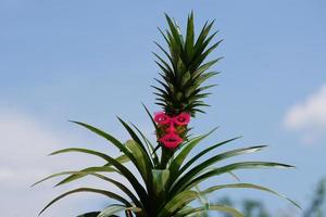 Pineapple plant with a mask on photo