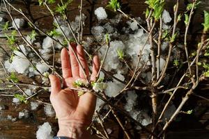 primeros signos de primavera foto