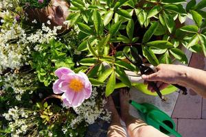 Woman watering the garden photo