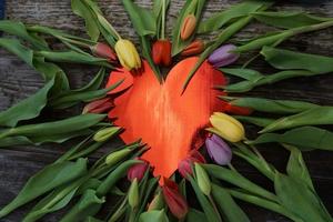 Beautiful tulips in heart shape photo