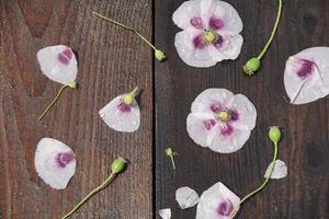 Poppy flowers on wood background photo