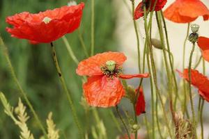 Red poppies in the meadow photo