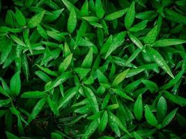 Green laves of plant, abstract background texture concepts. photo