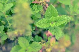 Primer plano de una planta de menta fresca vívidamente verde foto