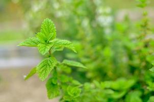 Closeup of vividly green fresh mint plant
