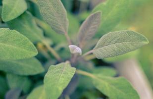 Close-up de la planta de salvia en el jardín de hierbas. foto