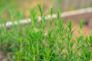 Green rosemary herb at the summer garden photo