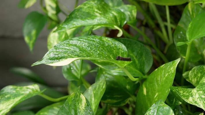 棲息處影片